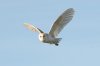Barn Owl at Paglesham Lagoon (Steve Arlow) (54183 bytes)